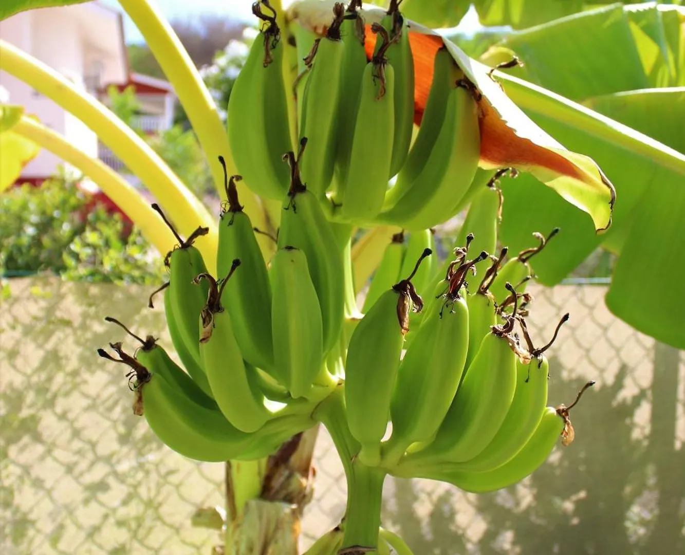 Holiday home Cas Iguana - Curacao - Villapark Fontein - Ferienhaus Mit Pool
